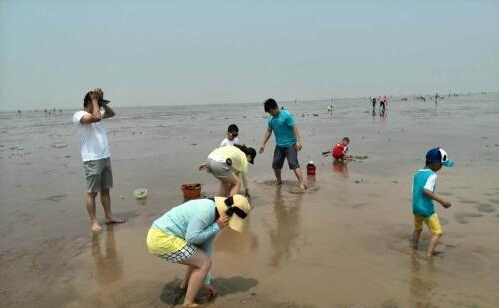 天气逐渐炎热 去海滩拾贝成为不少东营市民出游首选
