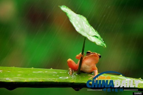 青蛙打伞背后的残忍