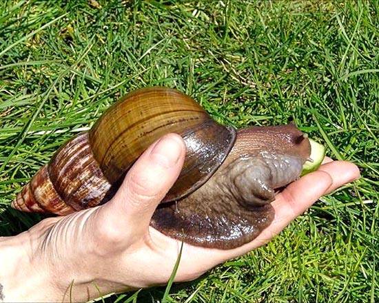 非洲巨型蜗牛现身南宁 最大可超20厘米不可食