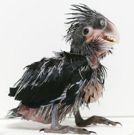 因为最丑鹦鹉丑的都可以参评"世界上最丑陋的鸟"了