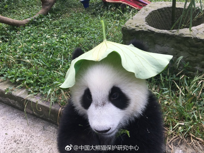 这是绿帽子戴得最可爱的一次!大熊猫头戴荷叶