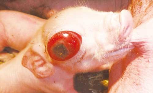 村民家母猪产下外星猪眼睛血红大过鸡蛋