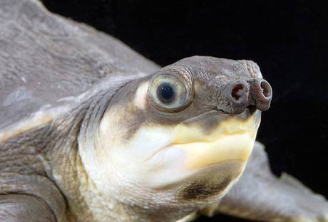 英媒評選世界最醜動物 水滴魚醜的讓人無法直視