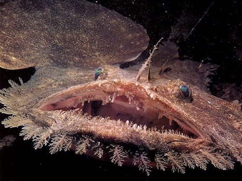 海里最恐怖的鱼图片