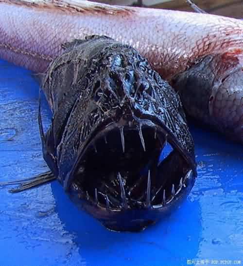十大恐怖鱼世界图片