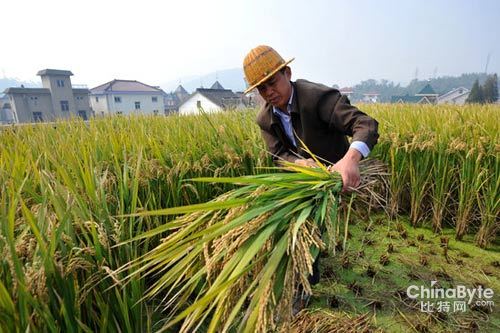 楼顶种水稻保质保量 农民伯伯再也不用担心收成问题