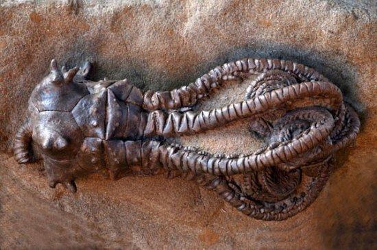 形似蜘蛛的巨型杀人蟹登陆日本 已有60人葬身蟹腹